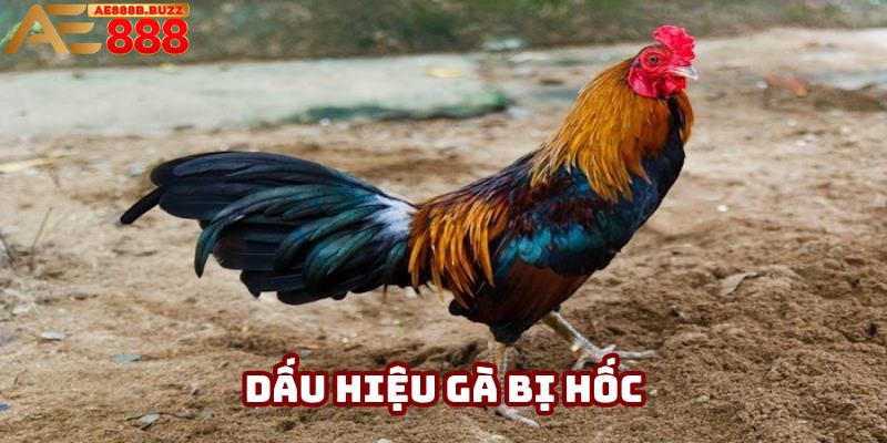 Dấu hiệu gà bị hốc