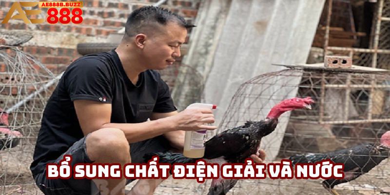 Cách nuôi gà đá bổ sung chất điện giải và nước