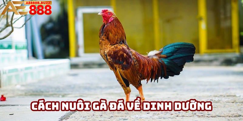 Cách nuôi gà đá liên quan đến dinh dưỡng