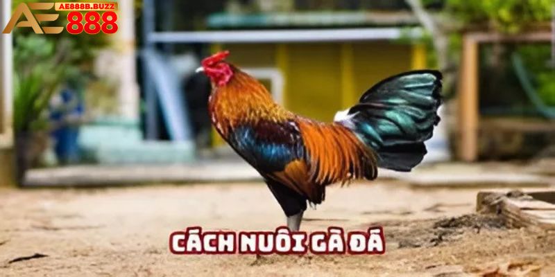 Cách nuôi gà đá tại AE888
