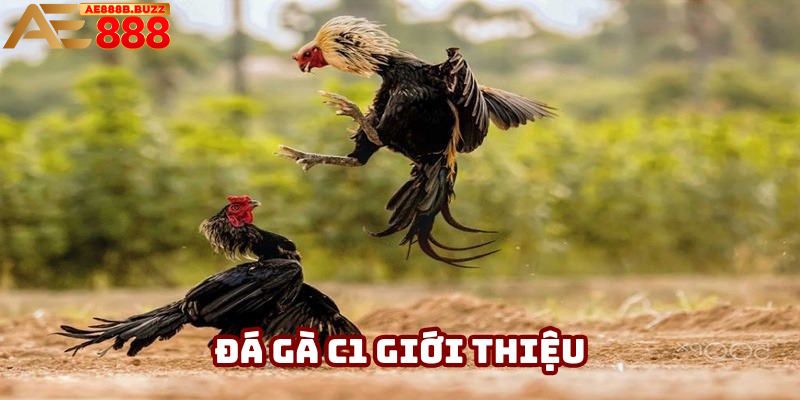 Sơ lược loại hình Đá gà C1