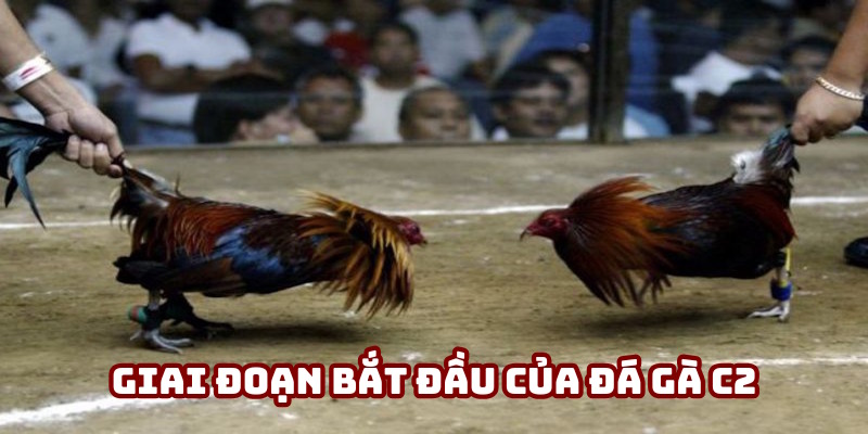 Giai đoạn khởi đầu của đá gà C2