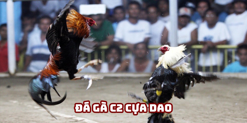 Đá gà C2 cựa dao thú vị từng giây