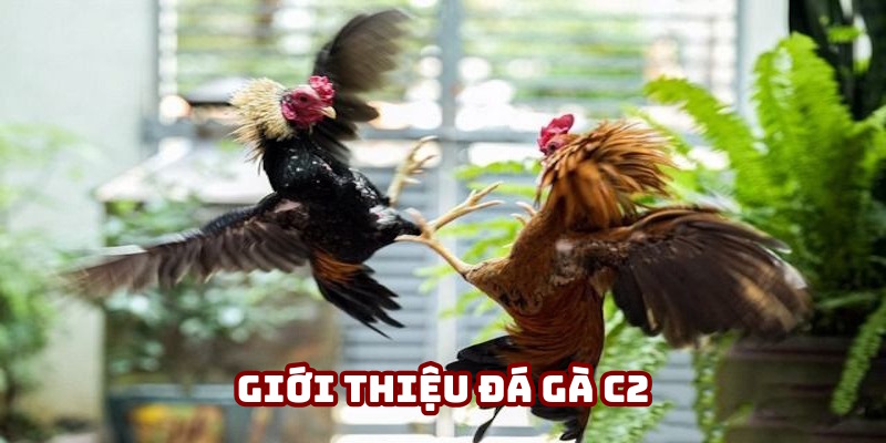Nội dung định nghĩa đá gà C2
