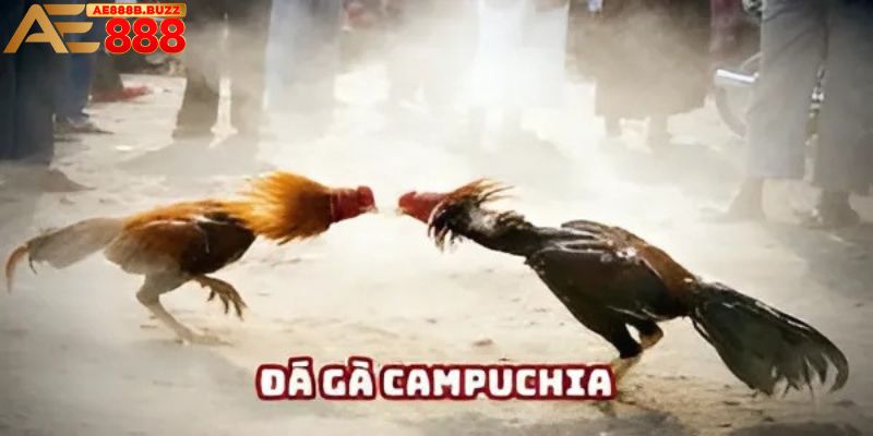 Đá gà campuchia tại AE888
