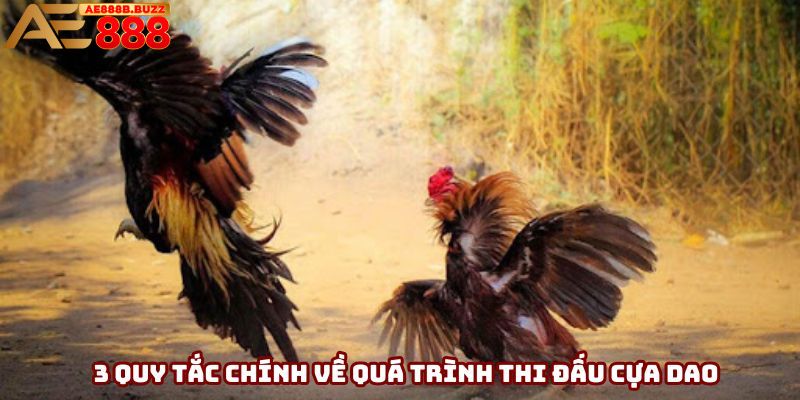 3 quy tắc chính về quá trình thi đấu cựa dao
