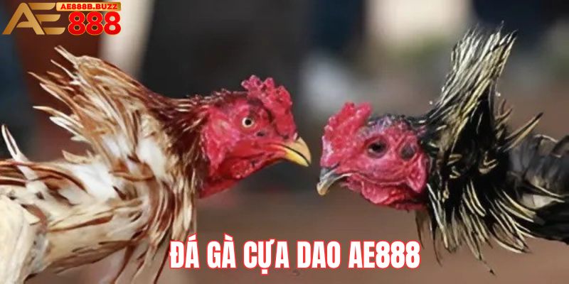 Đá gà cựa dao tại AE888