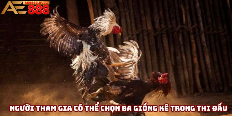 Người tham gia có thể chọn ba giống kê trong thi đấu