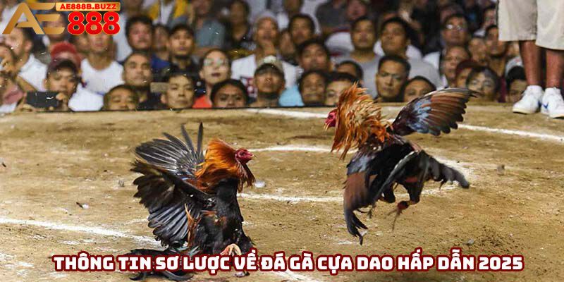 Thông tin sơ lược về đá gà cựa dao hấp dẫn 2025