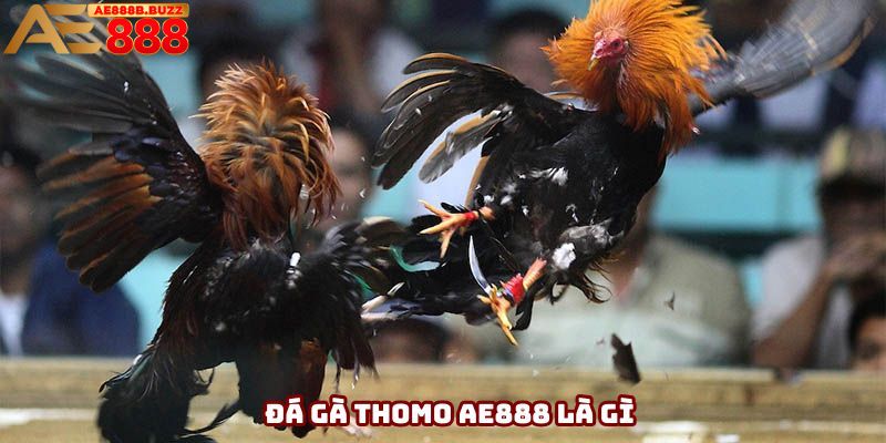 Đá gà Thomo AE888 - Biểu tượng chiến thắng và gan dạ