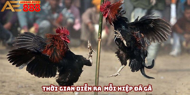 Thời gian diễn ra cho mỗi hiệp đá gà là 15 phút