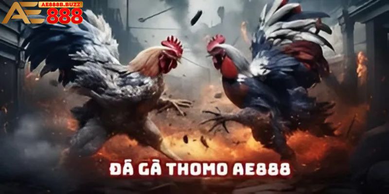 Đá gà thomo tại AE888