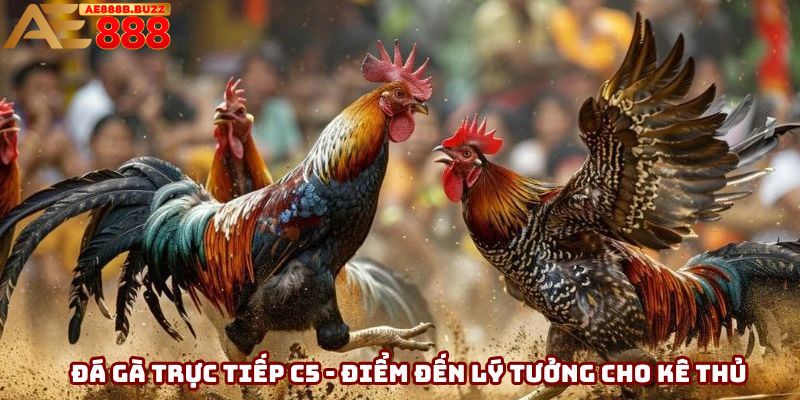 Đá gà trực tiếp C5 là điểm đến lý tưởng cho kê thủ