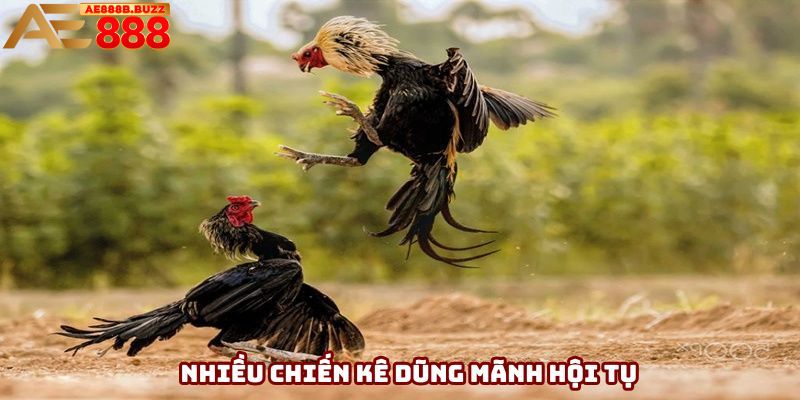 Nhiều chiến kê dũng mãnh hội tụ