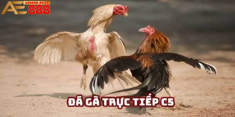Đá gà trực tiếp C5 tại AE888